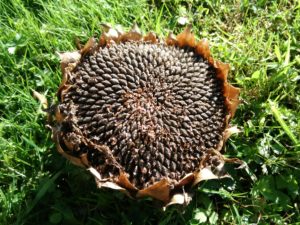 Tournesol du jardin : la représentation de la suite de Fibonacci