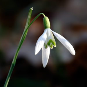 perce neige