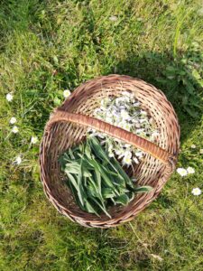 cueillette plantain pâquerette