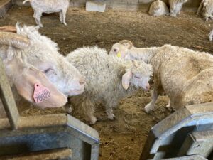 visite du chalet des chèvres angora