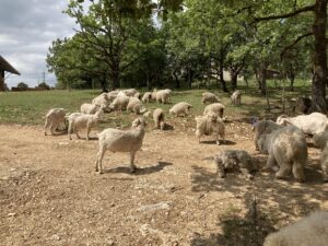 visite chèvres agora